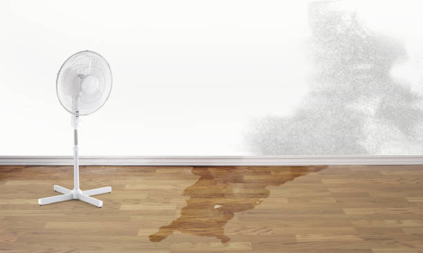 Best Carpet water damage restoration  in Rockville, IN